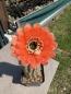 Preview: Echinopsis Hybr. orange/rot